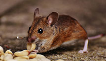 24 Hour & Emergency Exterminators in No Berwick, ME
